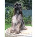 Hundeferienheim Kyburz AG