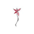 Blumen Haueter