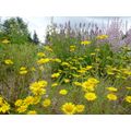 Bio-Gärtnerei am Hirtenweg GmbH