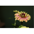 Blumengeschäft helbling und blumen