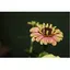 Blumengeschäft helbling und blumen