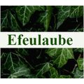 Blumengeschäft Efeulaube