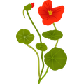 Wilde Blumen